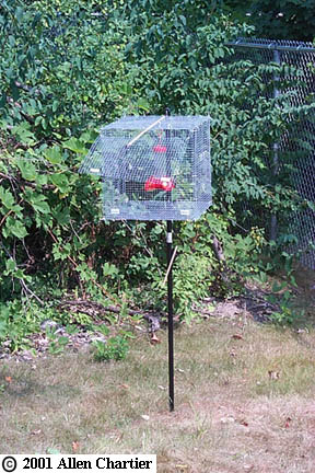 hummingbird tom mann bird trap