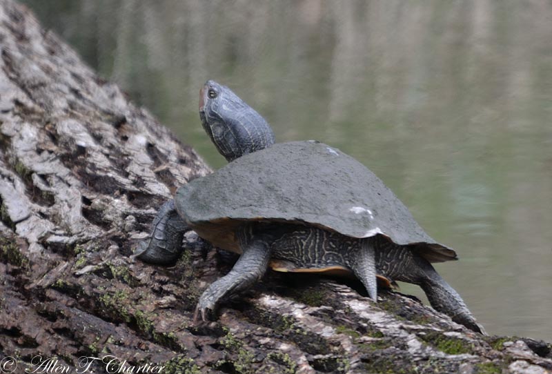 Graptemys geographica