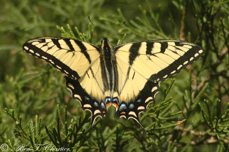 http://www.amazilia.net/images/Inverts/Lepidoptera/Butterflies/Papilio_glaucus_0470.jpg