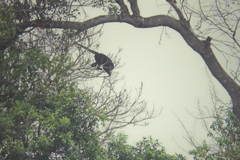 Alouatta caraya