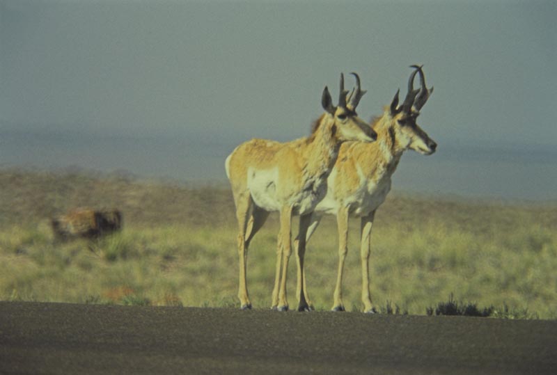 Antilocapra americana