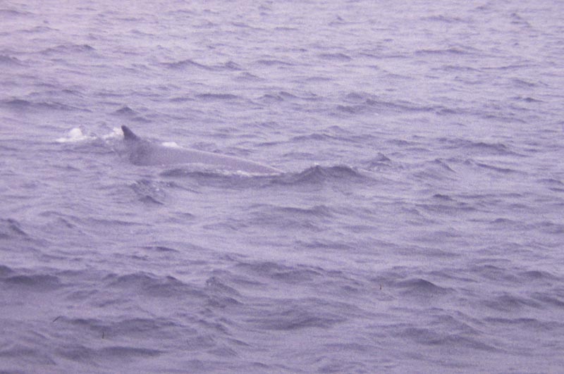 Balaenoptera physalus