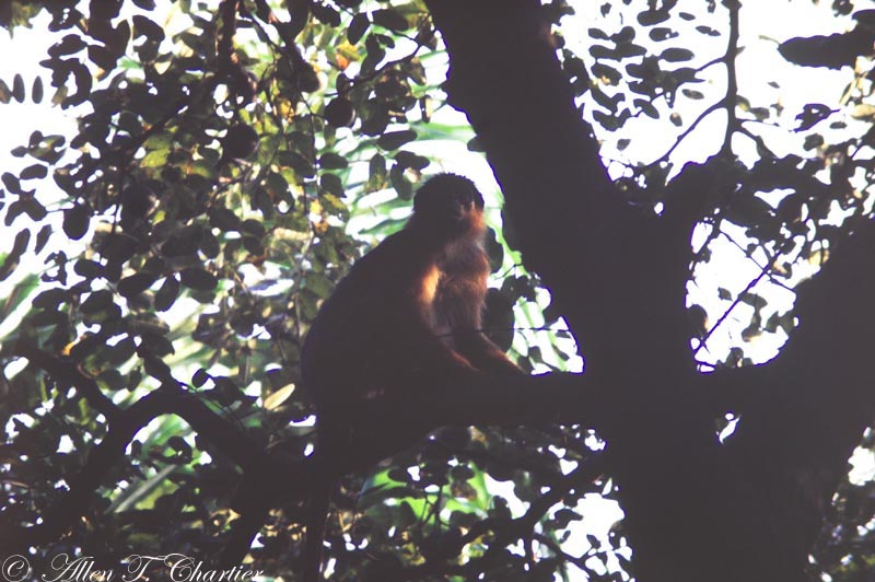 Piliocolobus badius temminckii