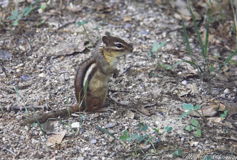 Tamias striatus