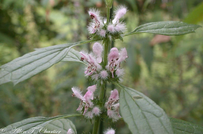 Leonurus cardiaca
