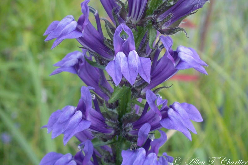 500 Great Blue Lobelia (Lobelia Siphilitica) Flower Seeds - Upright Perennial