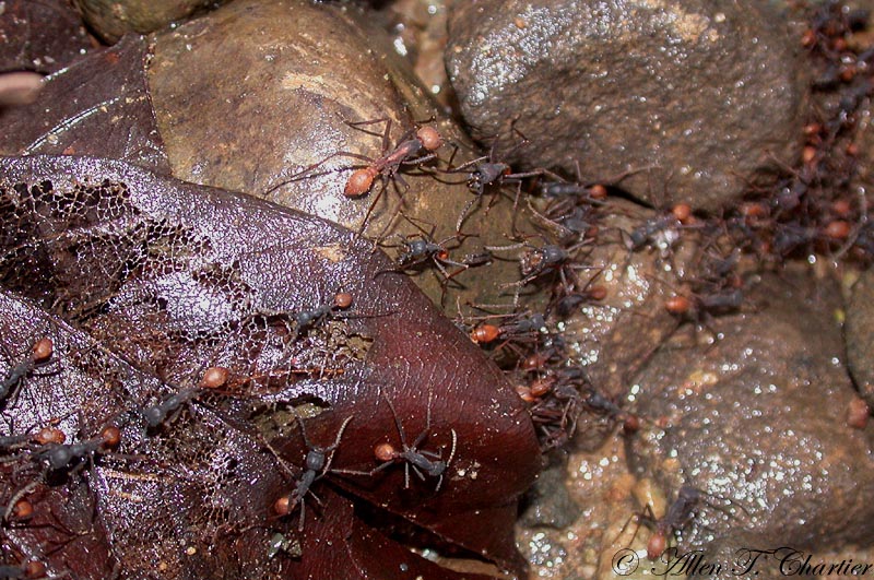 Army Ant Colony